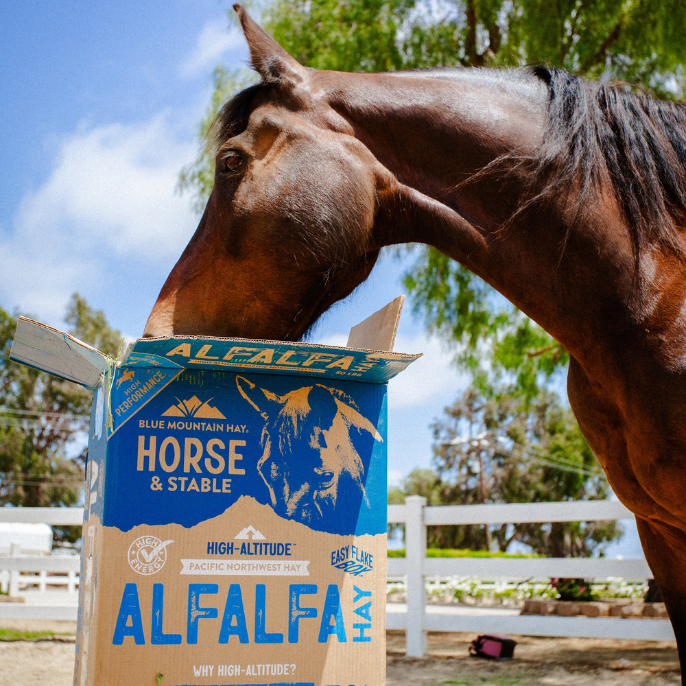 Horse eating high-altitude alfalfa hay from a Blue Mountain Hay box in an outdoor paddock
