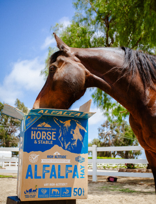 Horse eating high-altitude alfalfa hay from a Blue Mountain Hay box in an outdoor paddock