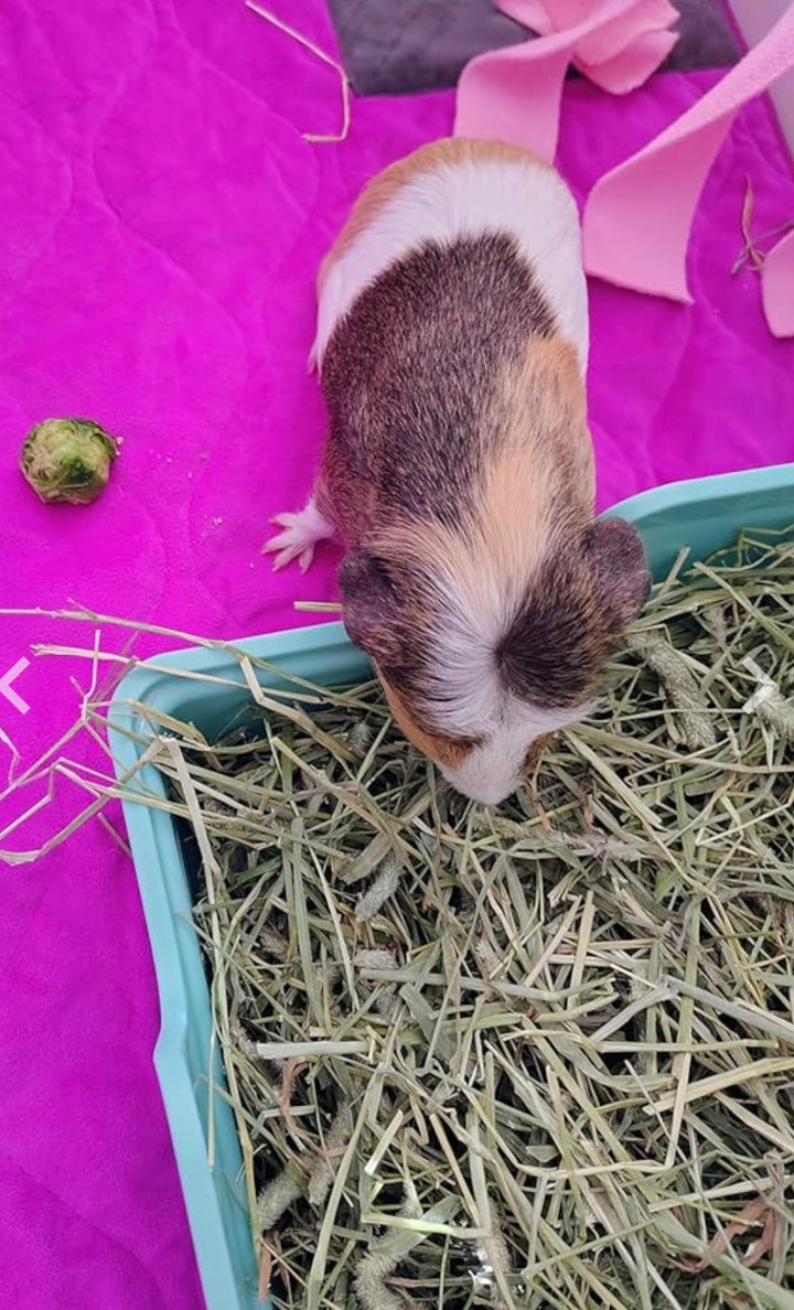 Hamster eating hay on a pink surface