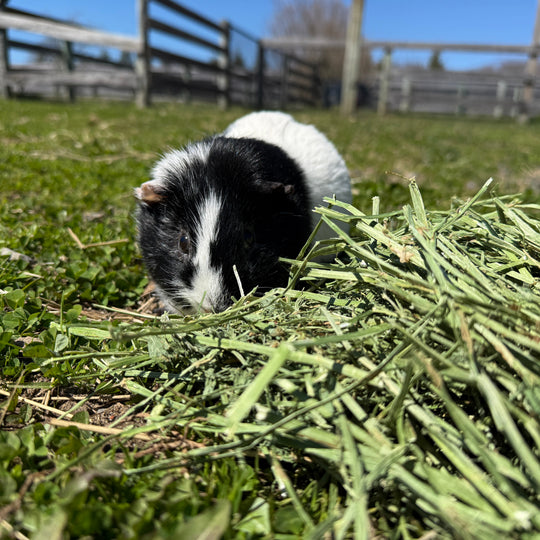 Guinea pig eating grass on a sunny day
