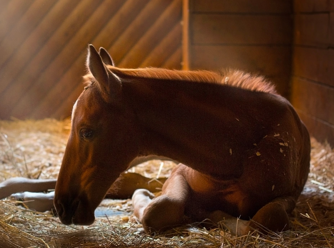 Young horse lying on straw in a stable