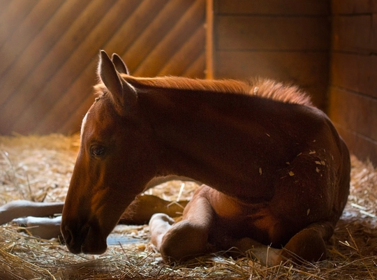 Young horse lying on straw in a stable