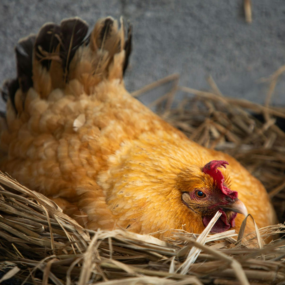 Chicken sitting on a nest of straw with a blurred background