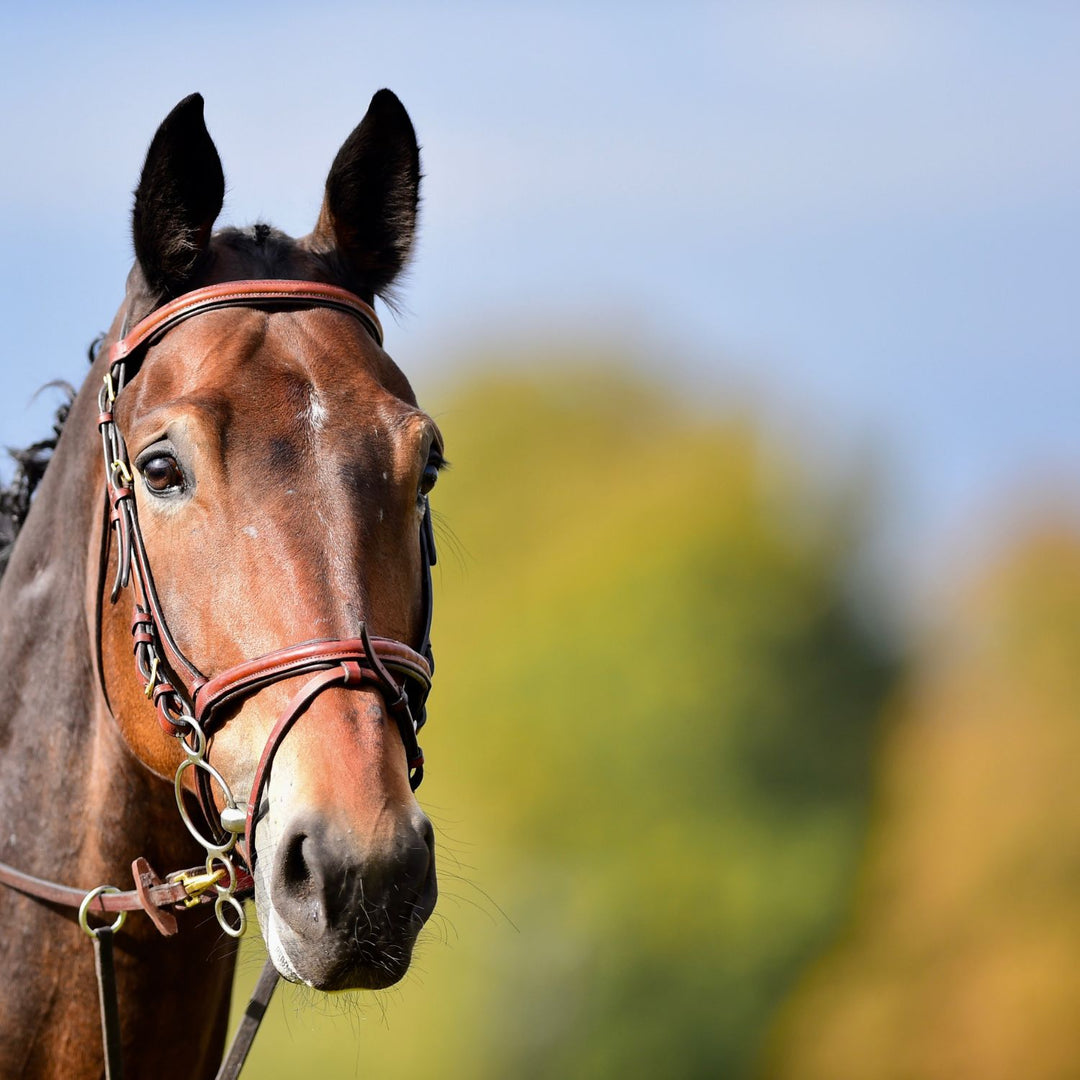 Timothy Hay Easy Flake Box | High-Altitude Horse Feed