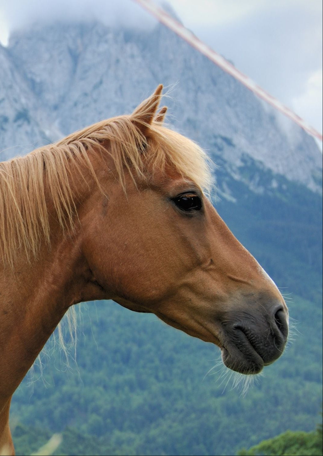 Brown horse with a mountainous background
