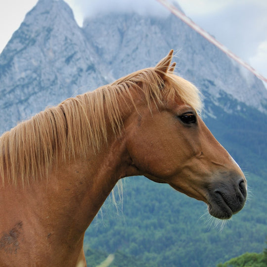 Orchard Grass Hay Pellets