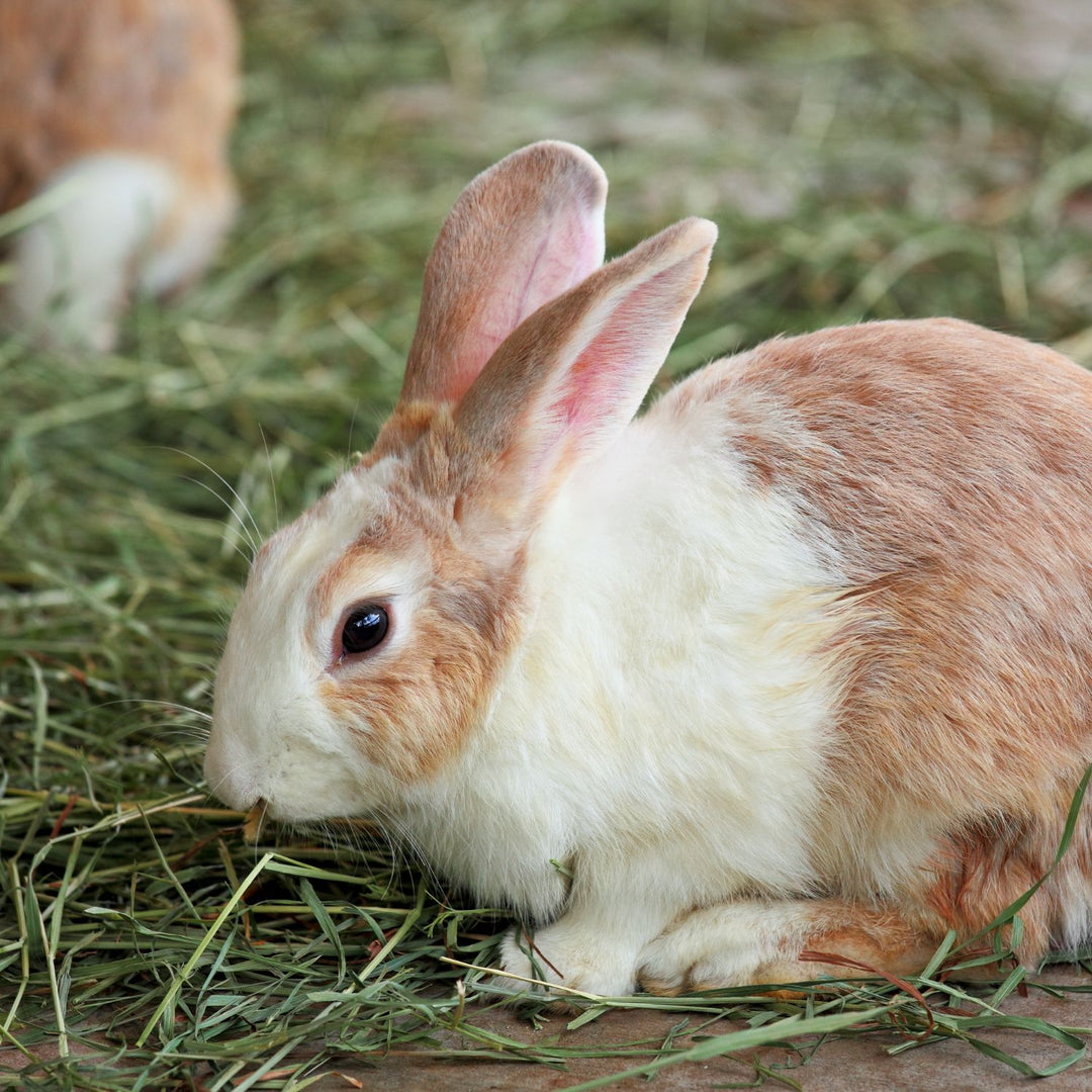 Grassy Hay Rabbit Timothy Grass Hay for Rabbits, Guinea Pigs & Small Pets | Blue Mountain Hay