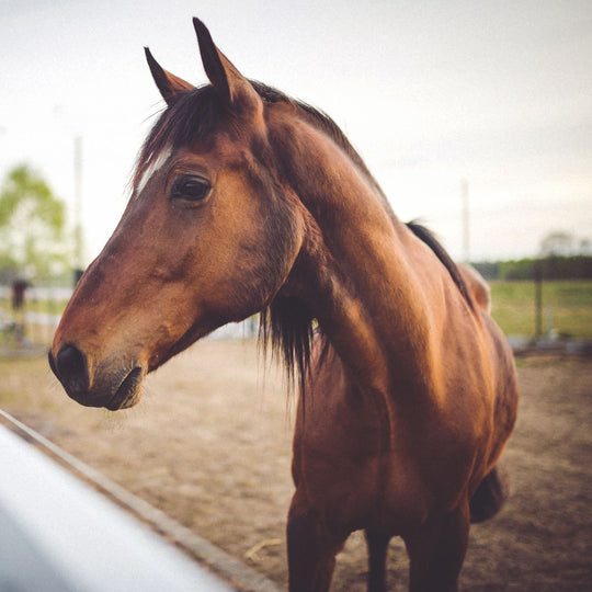 Brown horse standing in a field with a blurred background
