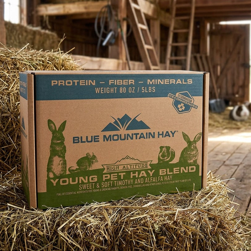 Box of Blue Mountain Hay in a barn setting with hay bales.