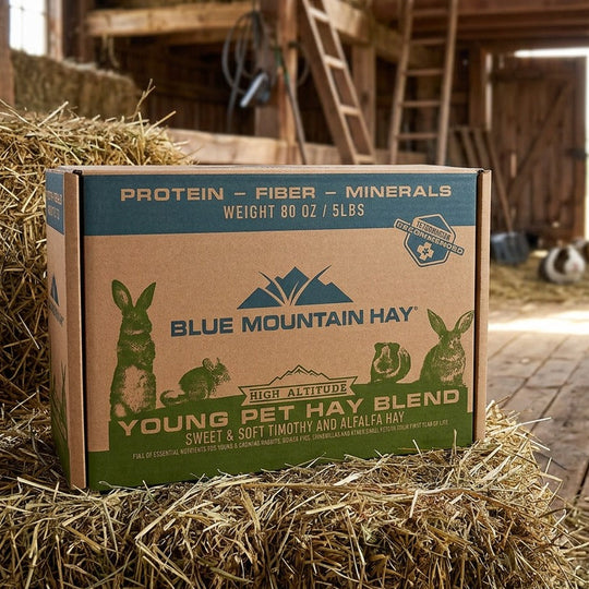 Box of Blue Mountain Hay in a barn setting with hay bales.