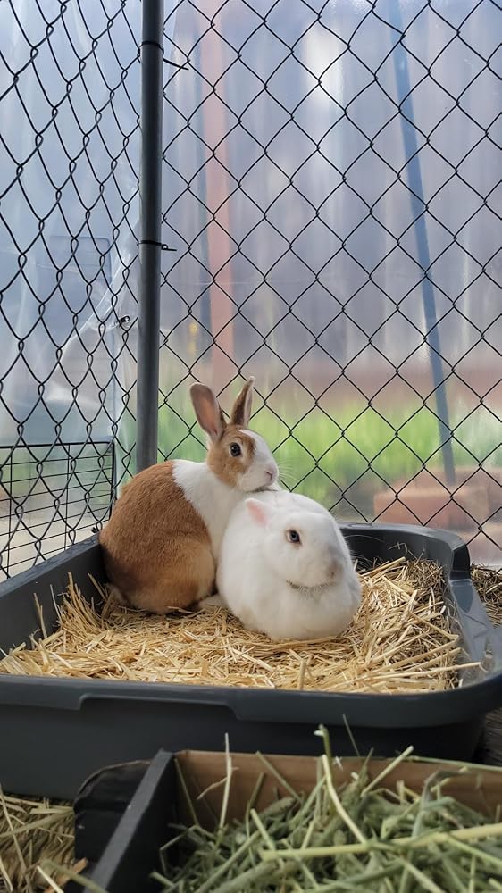 Two rabbits sitting on straw inside a pen with a chain-link fence in the background.