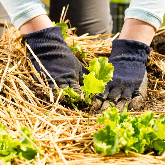 Organic Garden Straw