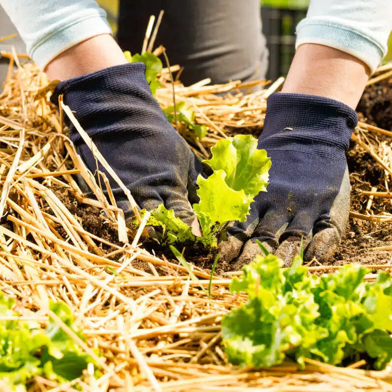 herbicide free straw Organic Garden Straw | Natural Mulch & Soil Enricher