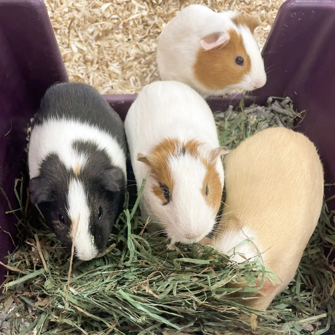 Young Pet Hay Blend