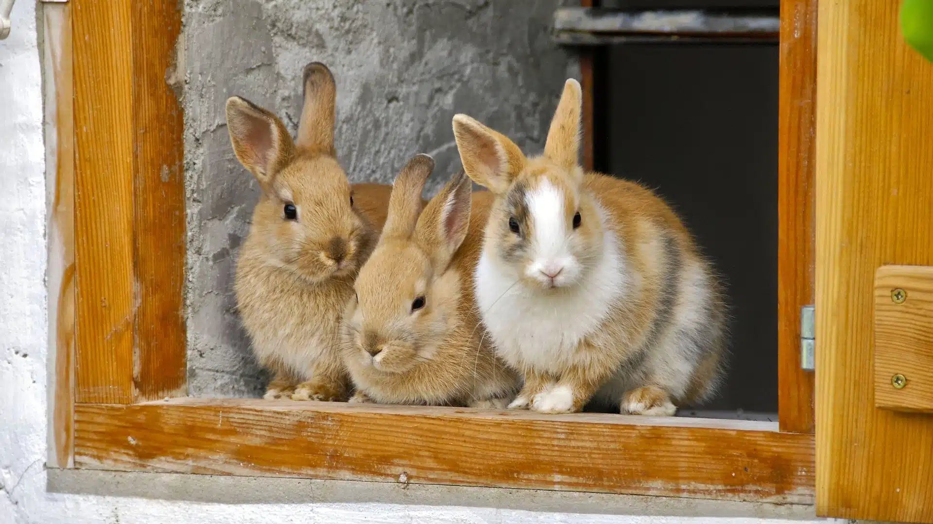 Three rabbits peeking out from a wooden frame against a stone wall.