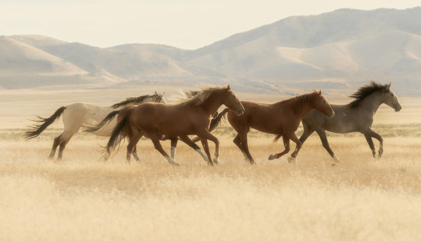 Horses running in a desert landscape with mountains in the background