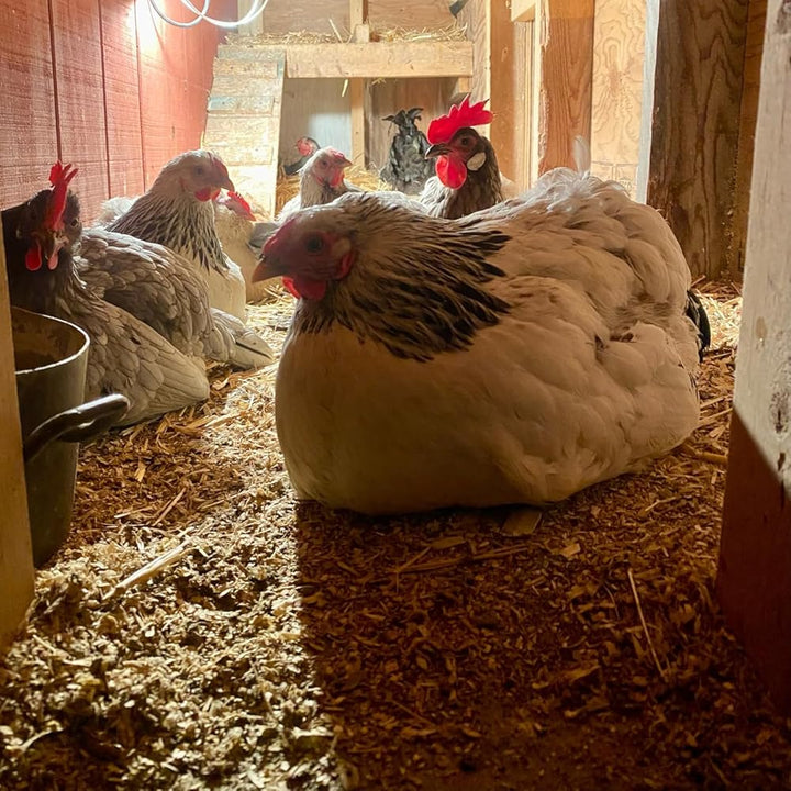 Hens in a barn with straw bedding