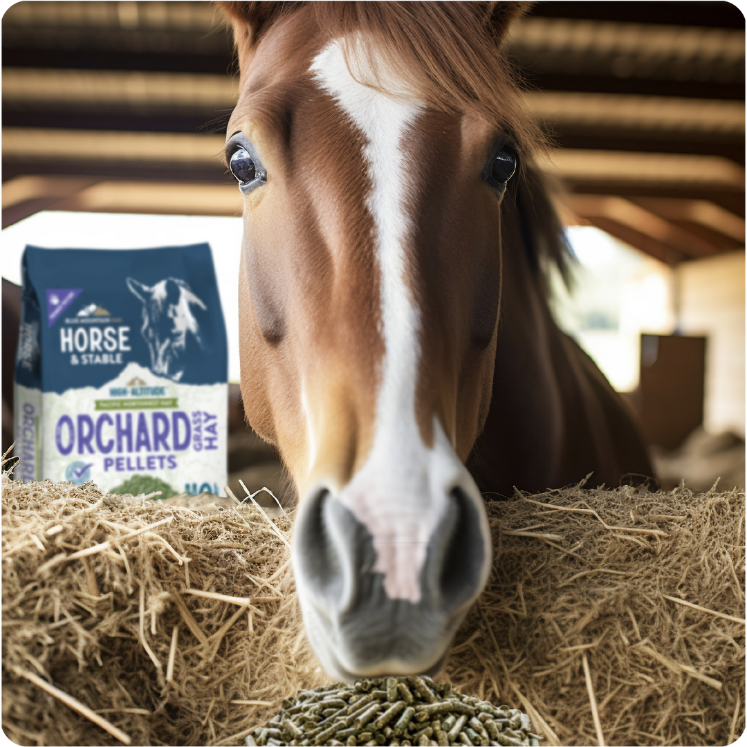 Orchard Grass Hay Pellets