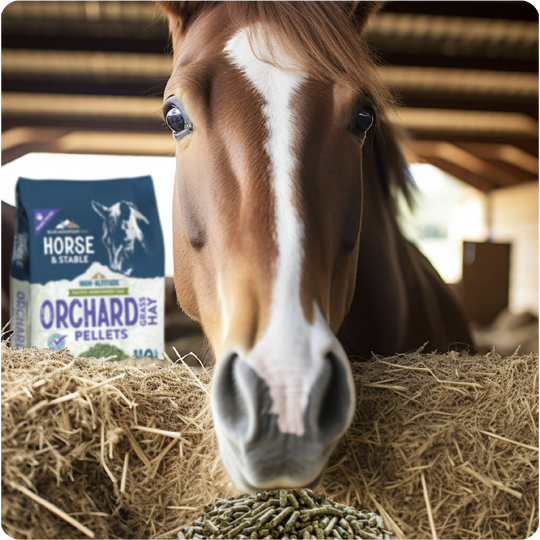 Orchard Grass Hay Pellets