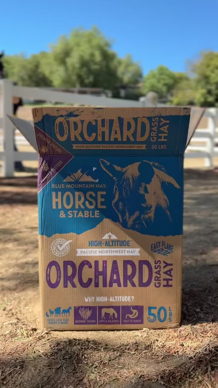 Blue Mountain Hay Orchard Grass Hay 50 lb box for horses and stables