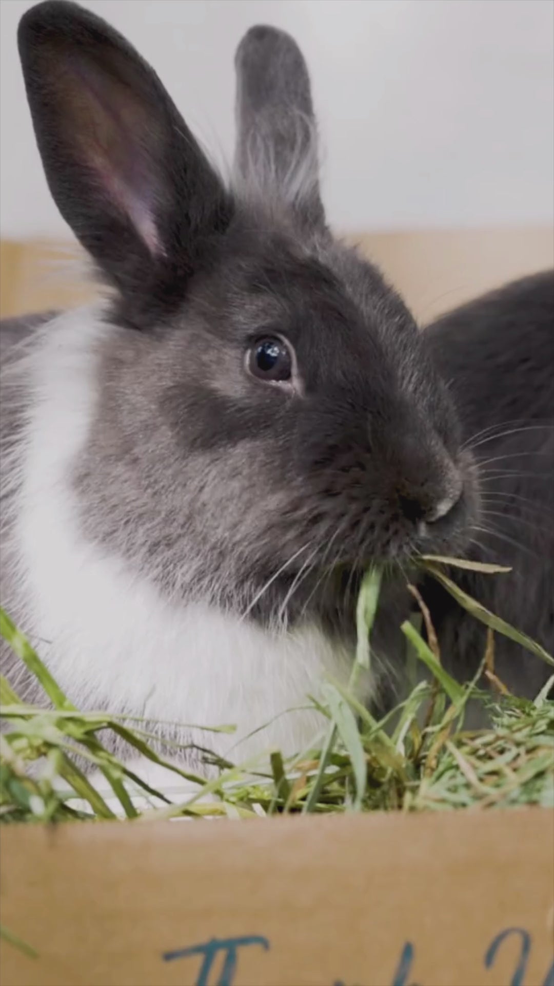 Small Pets Eating Blue Mountain Hay.