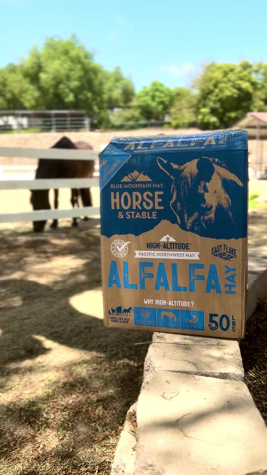 Blue Mountain Hay Alfalfa Hay 50 lb box for horses and stables