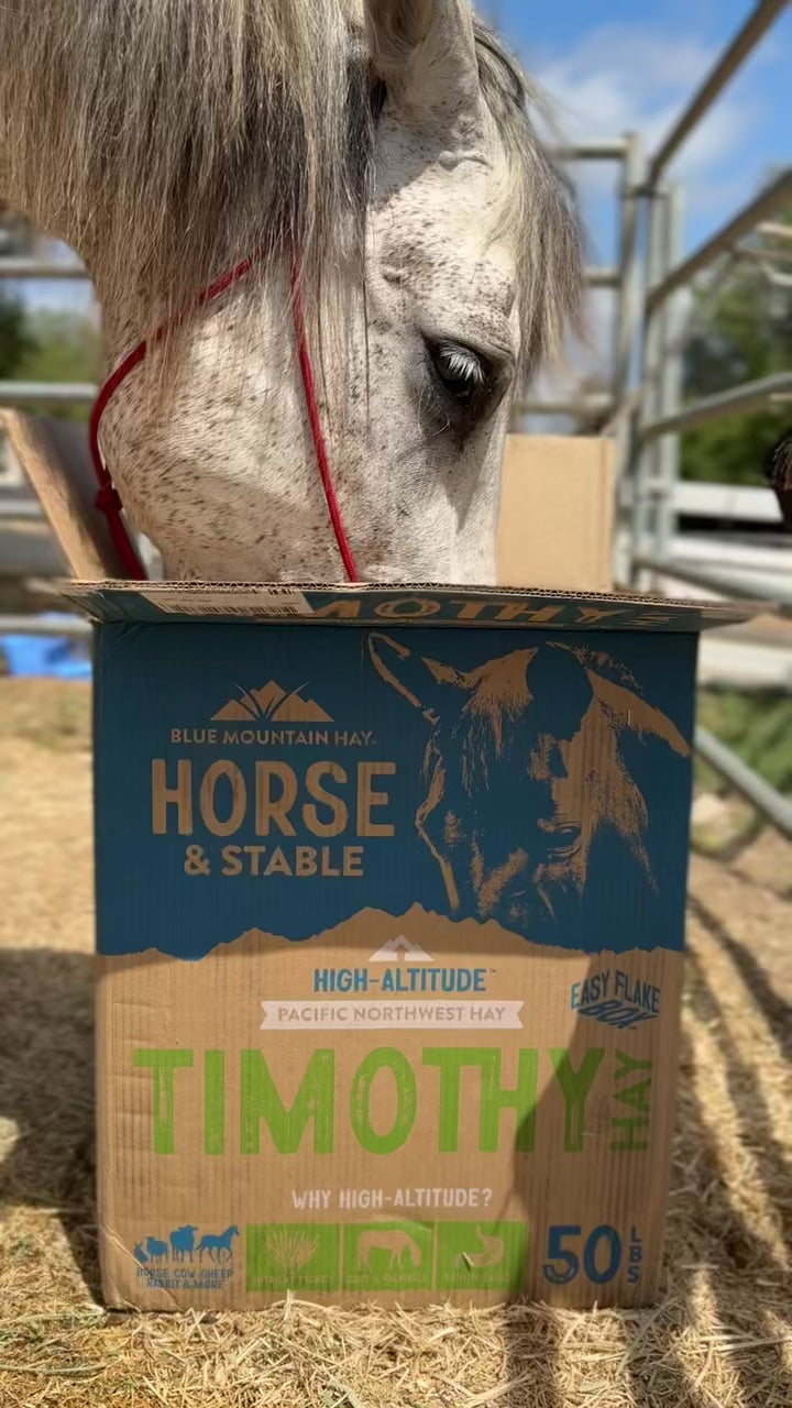 Blue Mountain Hay Timothy Hay 50 lb box for horses and stables