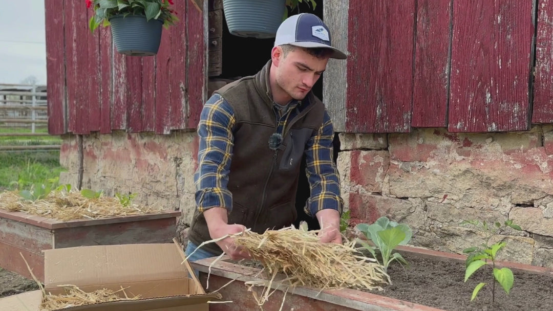 Farmer applying organic garden straw mulch to vegetable beds at Blue Mountain Hay farm.