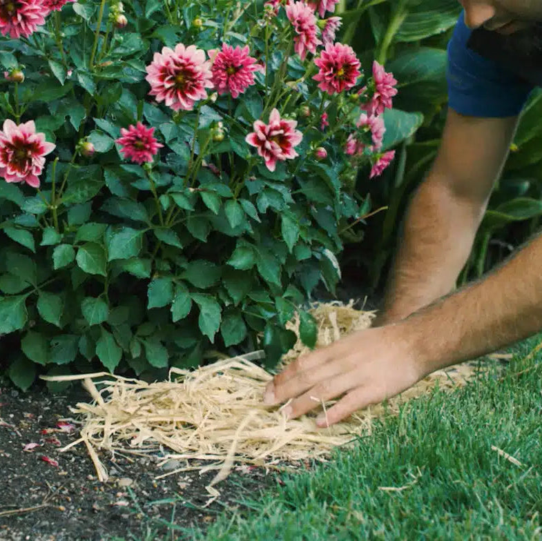 Person applying straw mulch around a plant in a garden