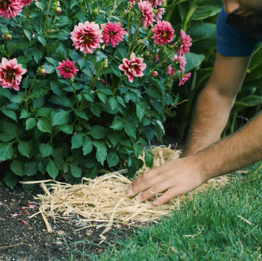 Organic Garden Straw