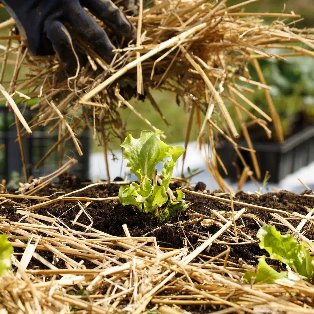 Organic Garden Straw