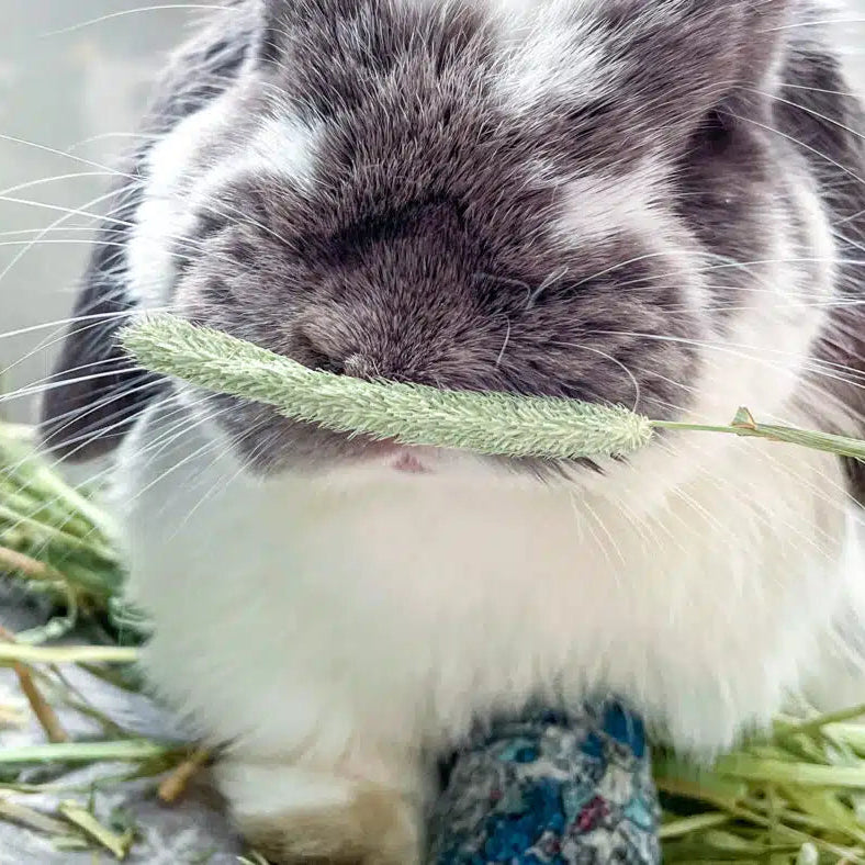 Timothy Hay Seedhead Treats