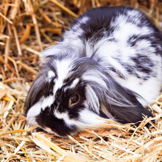 Organic Bedding Straw