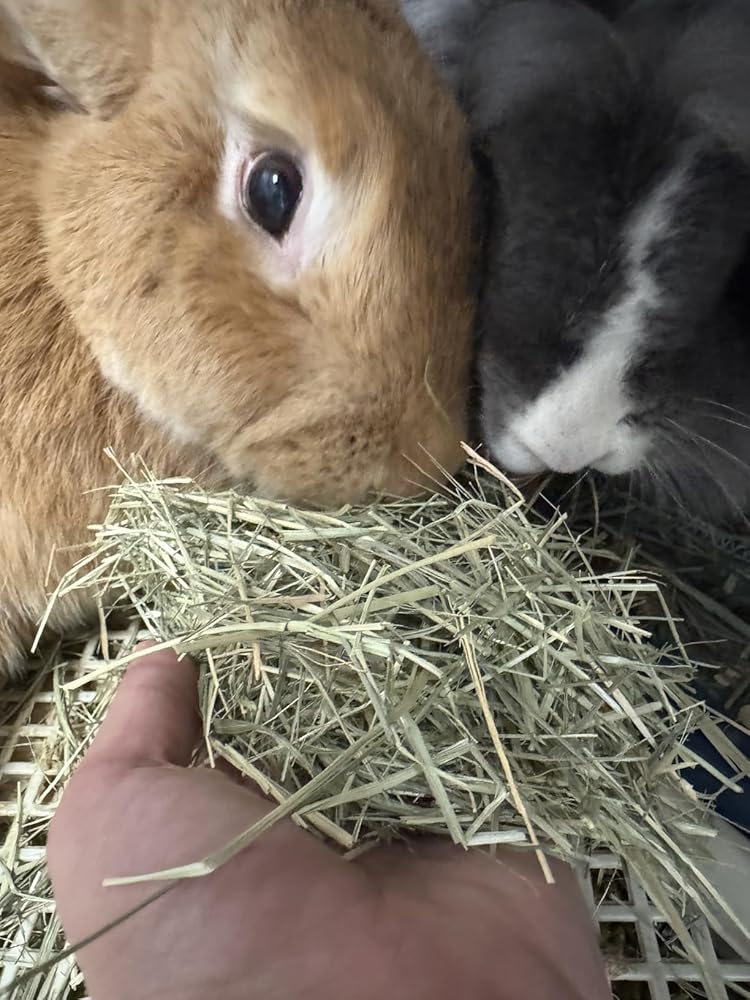 Two rabbits eating hay from a hand held out towards them
