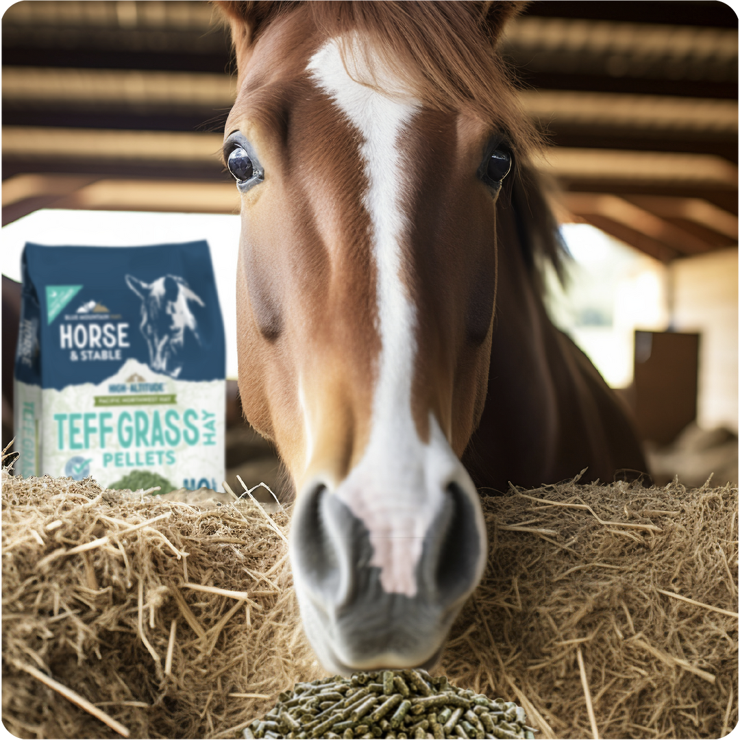 Teff Grass Hay Pellets