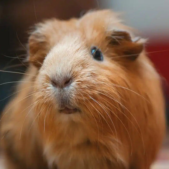 Alfalfa Pellet Treats