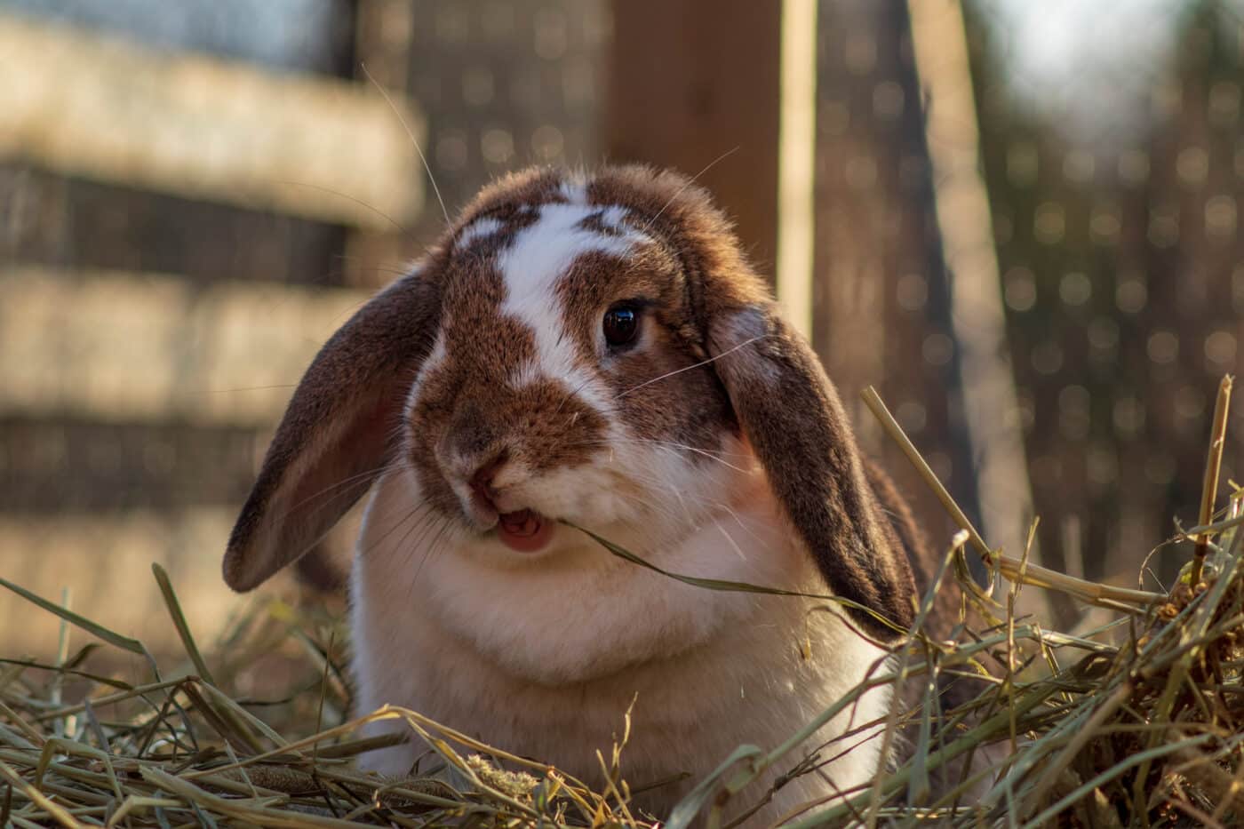 How to Help an Overweight Rabbit Lose Weight